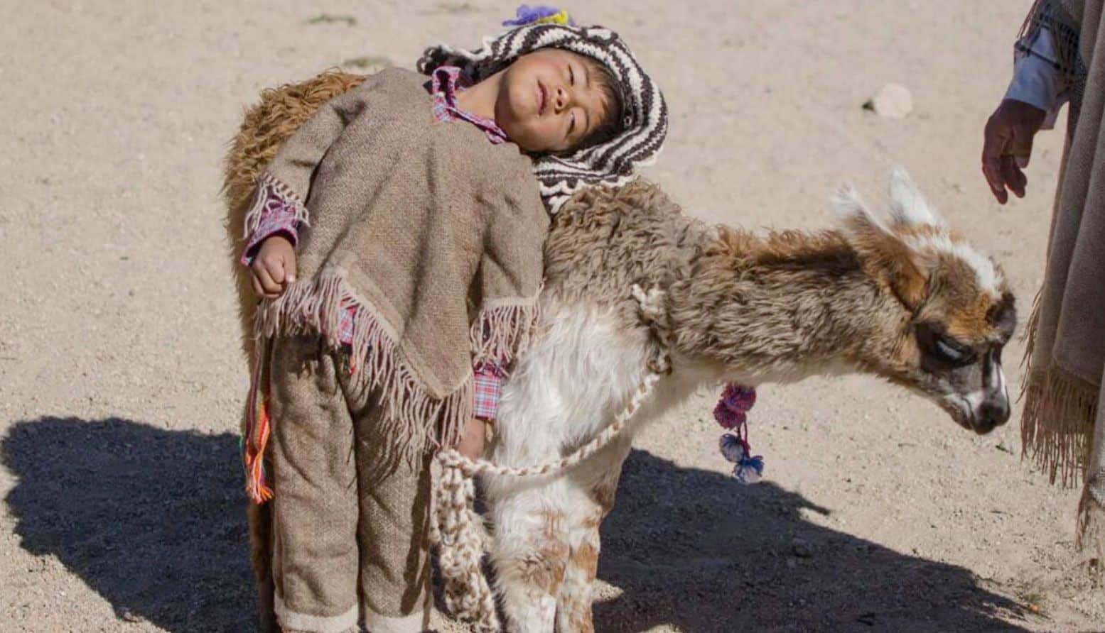 Fotografía NOA. Llama Argentina